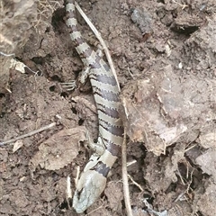 Unidentified Skink at Tullymorgan, NSW - 6 Nov 2024 by Tullymorgan1