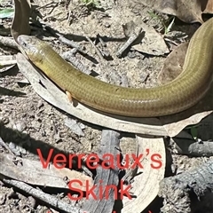 Unidentified Skink at Tullymorgan, NSW - 5 Nov 2024 by Tullymorgan1