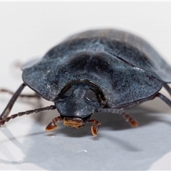 Pterohelaeus piceus (Pie-dish beetle) at Jerrabomberra, NSW - 25 Nov 2024 by MarkT