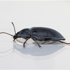 Pterohelaeus piceus at Jerrabomberra, NSW - 25 Nov 2024