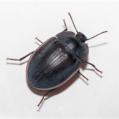 Pterohelaeus piceus at Jerrabomberra, NSW - 25 Nov 2024