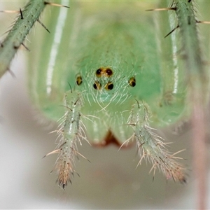 Araneus circulissparsus (species group) at suppressed - 25 Nov 2024