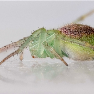 Araneus circulissparsus (species group) at suppressed - 25 Nov 2024