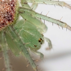 Araneus circulissparsus (species group) at Jerrabomberra, NSW - suppressed