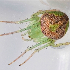 Araneus circulissparsus (species group) at suppressed - 25 Nov 2024