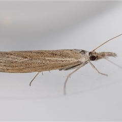 Culladia cuneiferellus (Crambinae moth) at Jerrabomberra, NSW - 8 Nov 2024 by MarkT