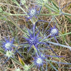 Eryngium ovinum (Blue Devil) at Gungahlin, ACT - 26 Nov 2024 by SteveBorkowskis