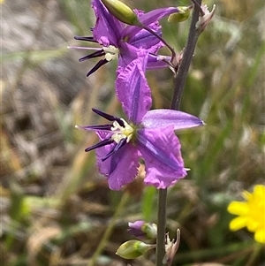 Arthropodium fimbriatum (Nodding Chocolate Lily) at Gungahlin, ACT by SteveBorkowskis