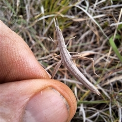 Keyacris scurra (Key's Matchstick Grasshopper) at Nungar, NSW - 26 Nov 2024 by forest17178