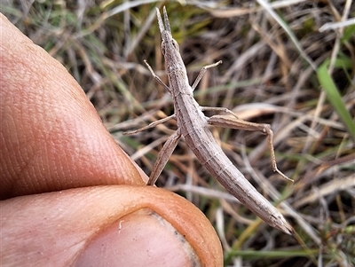 Keyacris scurra (Key's Matchstick Grasshopper) at Nungar, NSW - 26 Nov 2024 by forest17178