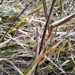 Keyacris scurra at Nungar, NSW - 26 Nov 2024 12:22 PM