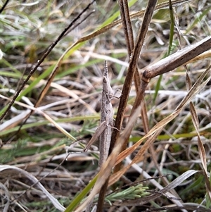 Keyacris scurra at Nungar, NSW - 26 Nov 2024 12:22 PM