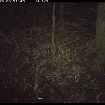 Perameles nasuta (Long-nosed Bandicoot) at Lorne, NSW - 17 Nov 2024 by Butlinz