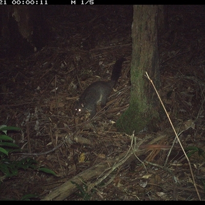 Trichosurus caninus (Mountain Brushtail Possum) at Lorne, NSW - 20 Nov 2024 by Butlinz