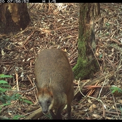 Wallabia bicolor (Swamp Wallaby) at Lorne, NSW - 19 Nov 2024 by Butlinz