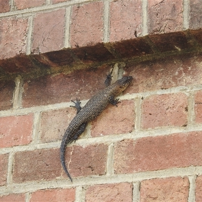 Egernia cunninghami (Cunningham's Skink) at Bredbo, NSW - 25 Nov 2024 by HelenCross