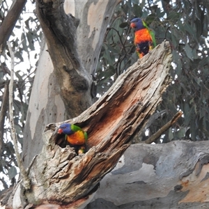 Trichoglossus moluccanus at Kambah, ACT - 25 Nov 2024