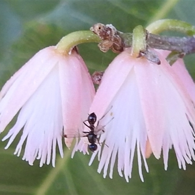 Parapalaeosepsis plebeia (Ant fly) at Acton, ACT - 26 Nov 2024 by HelenCross