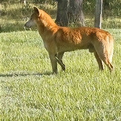 Canis lupus (Dingo / Wild Dog) at The Whiteman, NSW - 10 Apr 2024 by geoffcrispin