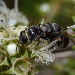 Euryglossa ephippiata (Saddleback Euryglossine Bee) at Jerrabomberra, NSW - 25 Nov 2024 by DianneClarke