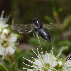 Euryglossa ephippiata at Jerrabomberra, NSW - 25 Nov 2024 11:07 AM