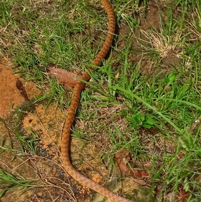 Boiga irregularis at The Whiteman, NSW - 6 Apr 2024 by geoffcrispin