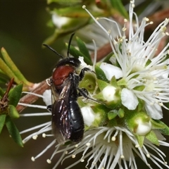 Euryglossa ephippiata (Saddleback Euryglossine Bee) at Jerrabomberra, NSW - 25 Nov 2024 by DianneClarke