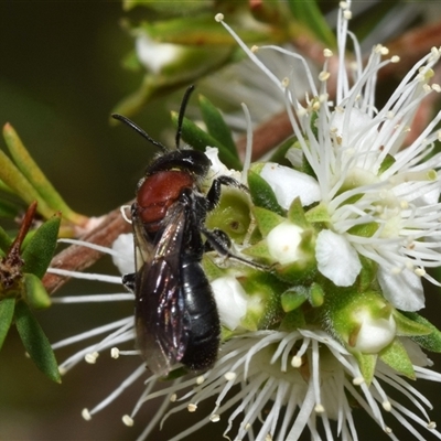 Euryglossa ephippiata (Saddleback Euryglossine Bee) at Jerrabomberra, NSW - 25 Nov 2024 by DianneClarke