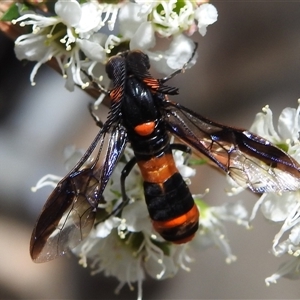 Pterygophorus cinctus at Acton, ACT - 26 Nov 2024 11:38 AM