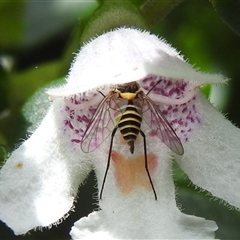 Australiphthiria hilaris at Acton, ACT - 26 Nov 2024 11:43 AM