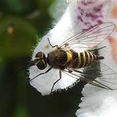 Australiphthiria hilaris at Acton, ACT - 26 Nov 2024 11:43 AM