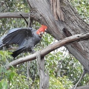 Callocephalon fimbriatum (Gang-gang Cockatoo) at Acton, ACT by HelenCross