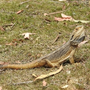 Pogona barbata at Acton, ACT - 26 Nov 2024