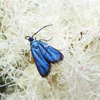 Pollanisus (genus) (A Forester Moth) at Acton, ACT - 26 Nov 2024 by HelenCross