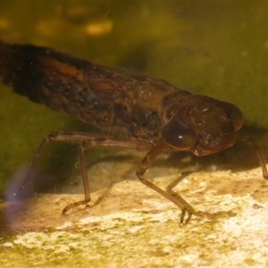 Anisoptera (suborder) at Charleys Forest, NSW - suppressed