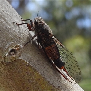 Yoyetta australicta at Acton, ACT - 26 Nov 2024 12:09 PM