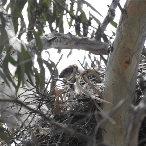 Tachyspiza fasciata (Brown Goshawk) at Acton, ACT by HelenCross