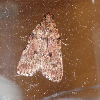 Mimaglossa nauplialis and habitalis at Charleys Forest, NSW - 22 Nov 2024 by arjay