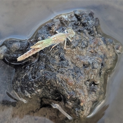 ODONATA (Unidentified damselfly or dragonfly) at Kambah, ACT - 25 Nov 2024 by HelenCross