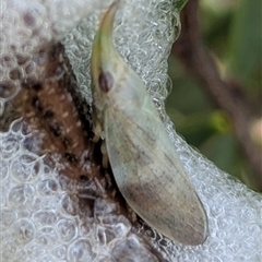 Philagra parva (Beaked spittlebug) at Bredbo, NSW - 25 Nov 2024 by HelenCross