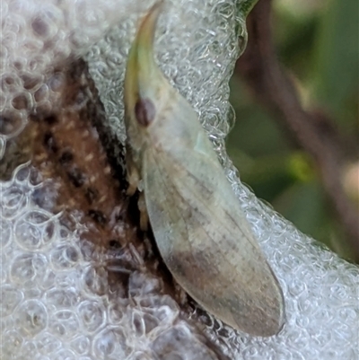 Philagra parva (Beaked spittlebug) at Bredbo, NSW - 25 Nov 2024 by HelenCross