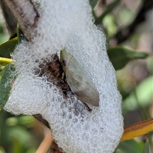 Philagra parva at Bredbo, NSW - 25 Nov 2024