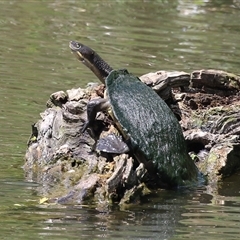 Emydura macquarii (Macquarie Turtle) at Fyshwick, ACT - 26 Nov 2024 by RodDeb