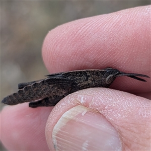 Goniaea opomaloides (Mimetic Gumleaf Grasshopper) at Bredbo, NSW by HelenCross