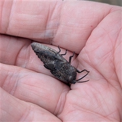 Goniaea opomaloides at Bredbo, NSW - 25 Nov 2024 08:49 AM