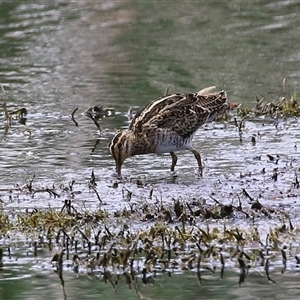 Gallinago hardwickii (Latham's Snipe) at Fyshwick, ACT by RodDeb