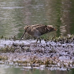 Gallinago hardwickii at Fyshwick, ACT - 26 Nov 2024