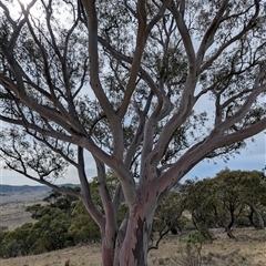 Eucalyptus rossii (Inland Scribbly Gum) at Bredbo, NSW - 24 Nov 2024 by HelenCross