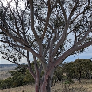 Eucalyptus rossii (Inland Scribbly Gum) at Bredbo, NSW by HelenCross