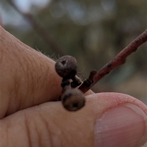 Eucalyptus rossii at Bredbo, NSW - 25 Nov 2024